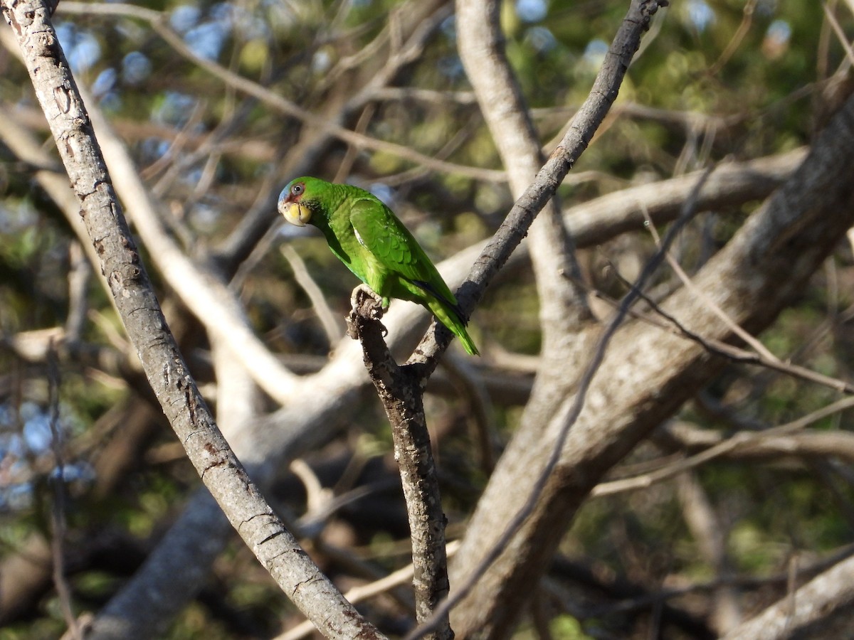 White-fronted Parrot - ML614809360