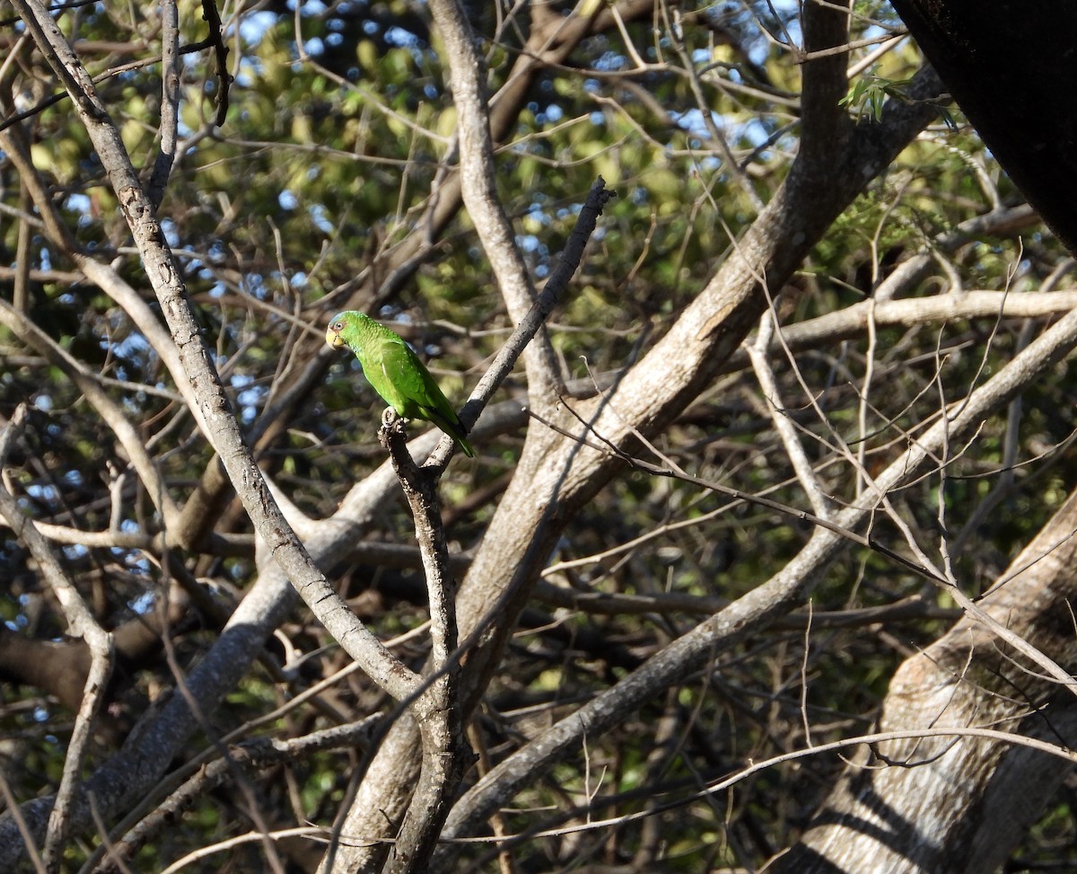 White-fronted Parrot - ML614809362