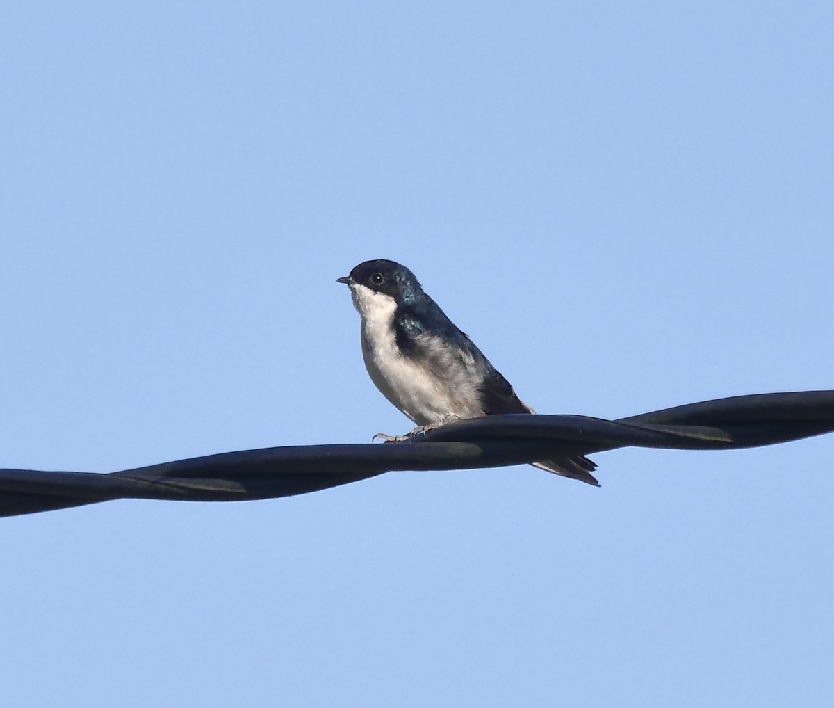 Blue-and-white Swallow (cyanoleuca) - ML614809643