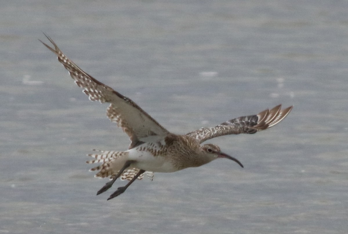 Whimbrel (Steppe) - ML614809746