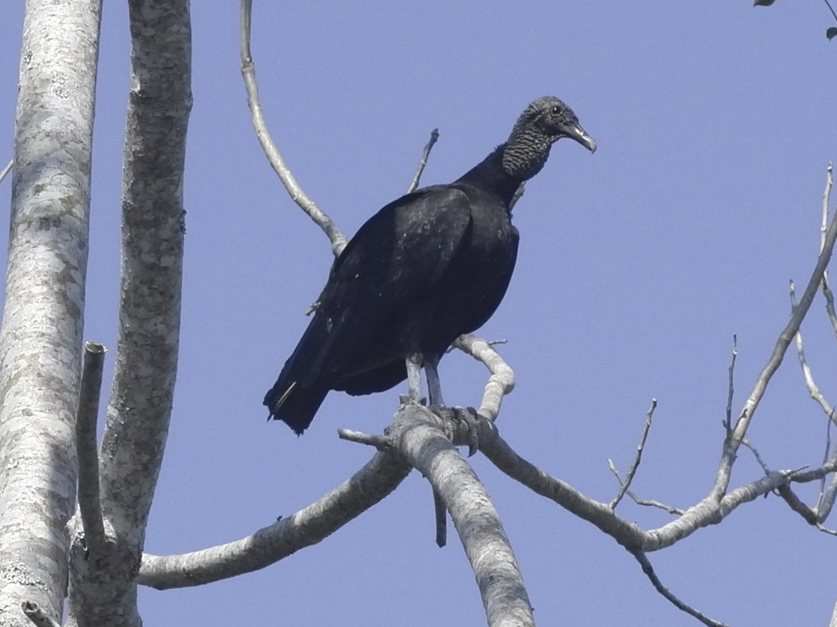 Black Vulture - Bennet Homero