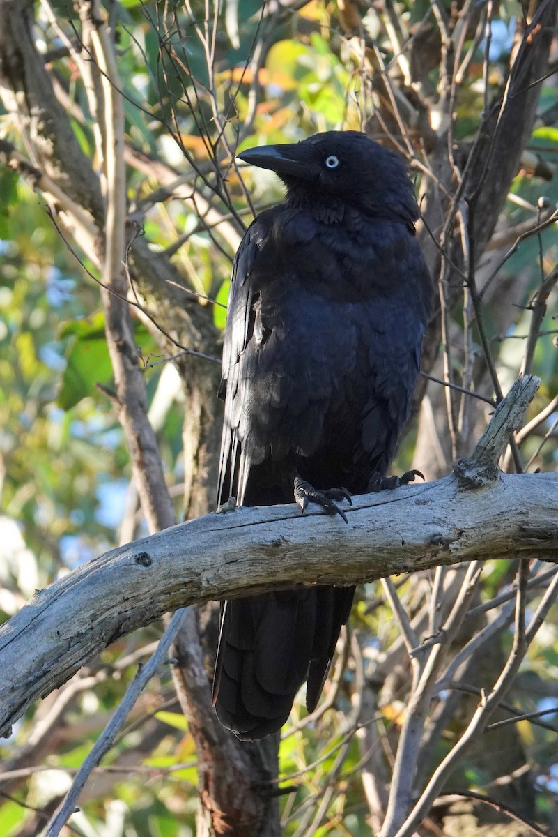 Australian Raven - ML614810523