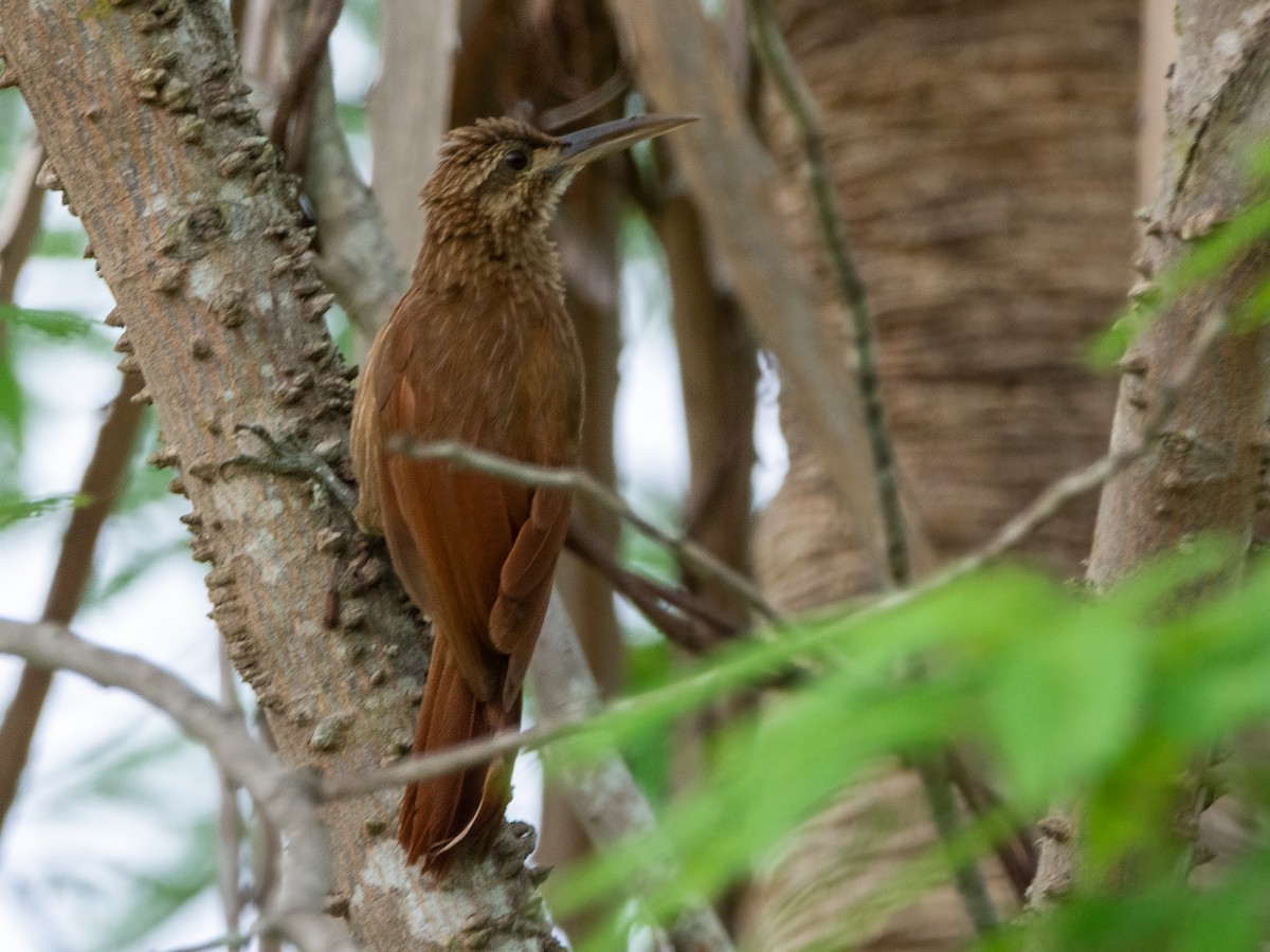 Moustached Woodcreeper - André Adeodato - Aves de Sobral