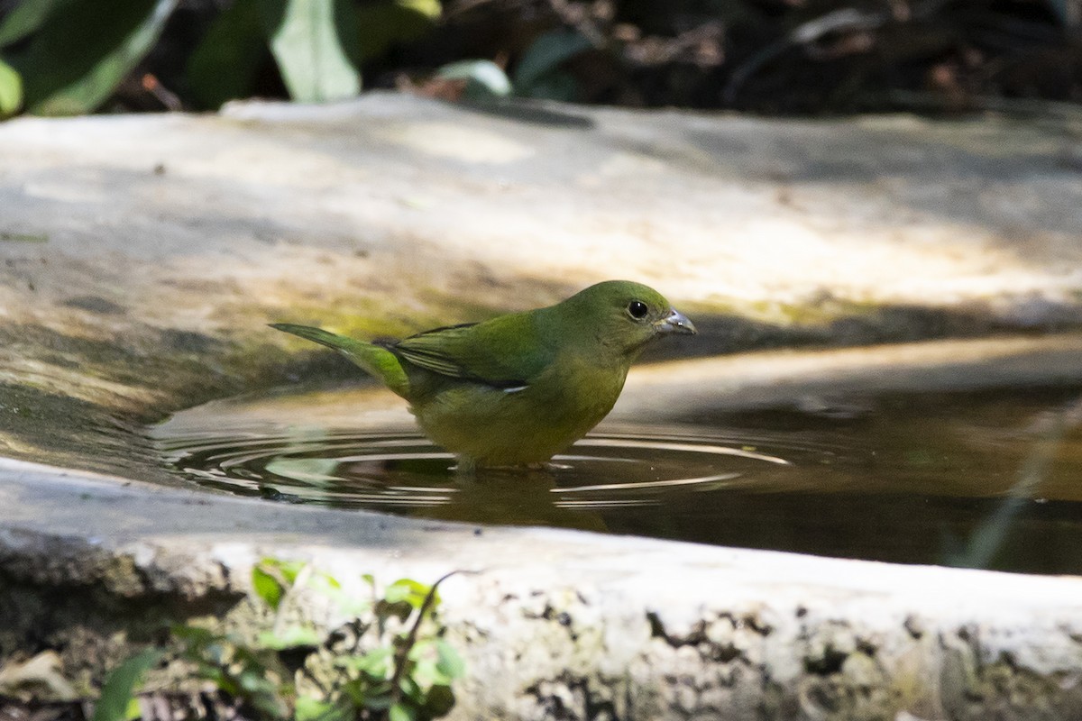 Painted Bunting - ML614810669
