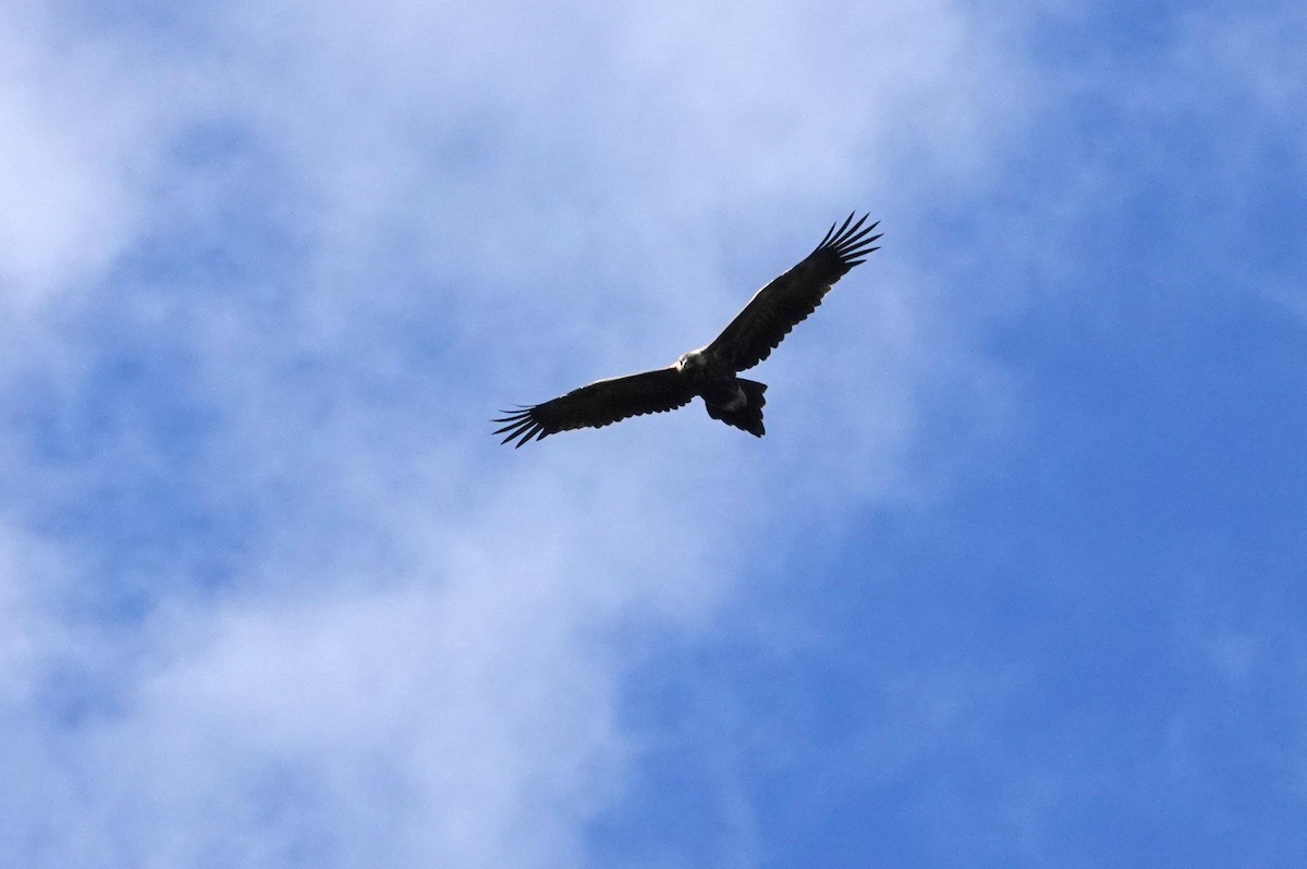 Wedge-tailed Eagle - ML614810696