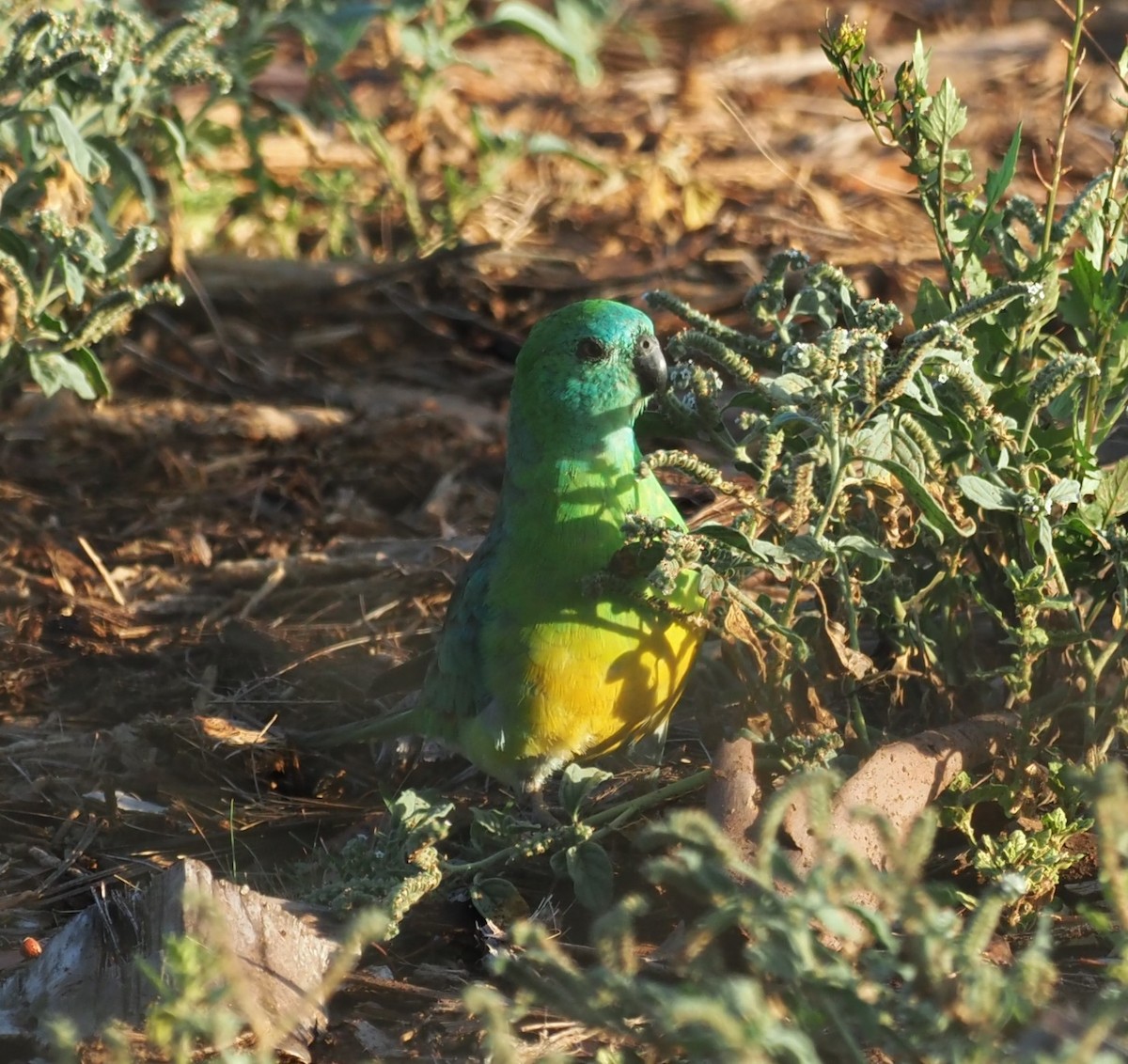 Red-rumped Parrot - ML614811038