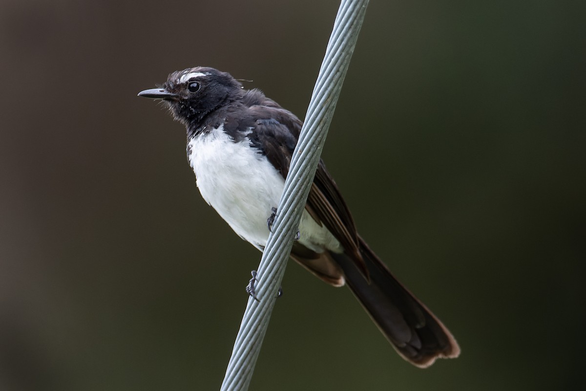 Willie-wagtail - ML614811216