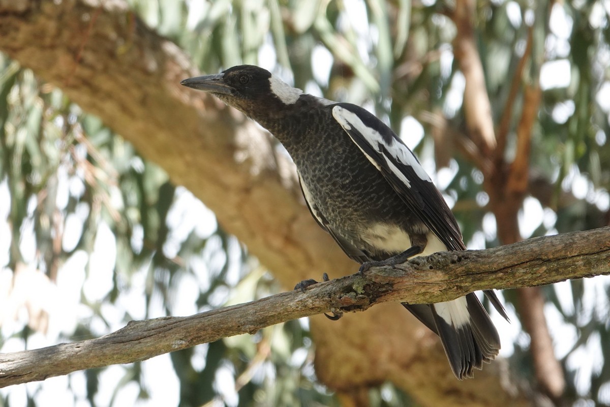 Australian Magpie - Romuald Mikusek