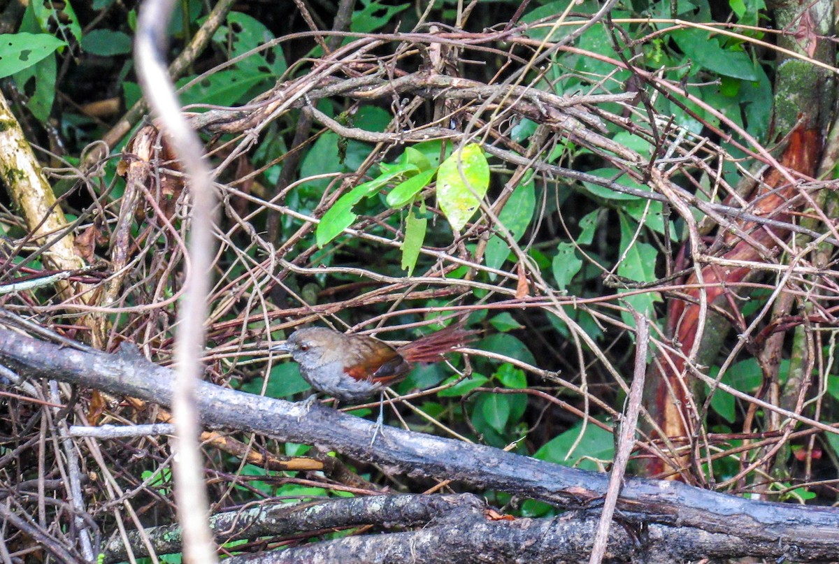 Gray-bellied Spinetail - ML614812240