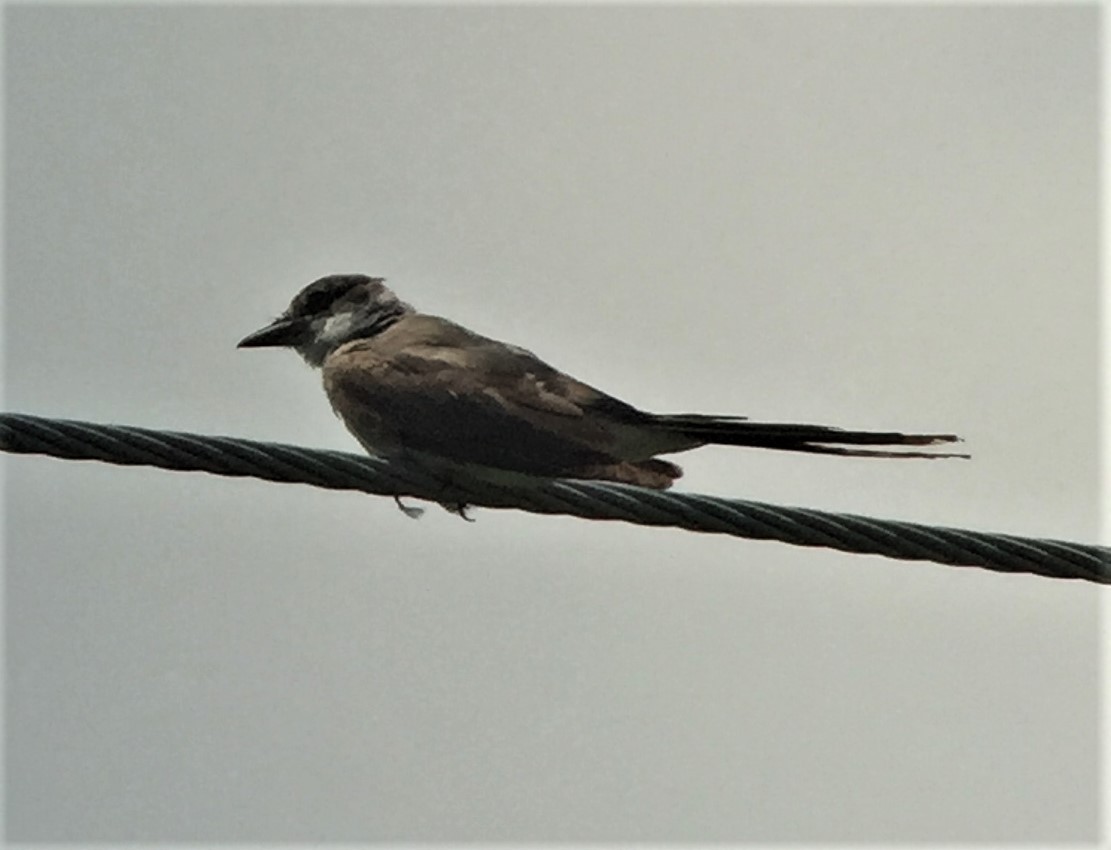 Fork-tailed Flycatcher - ML61481231