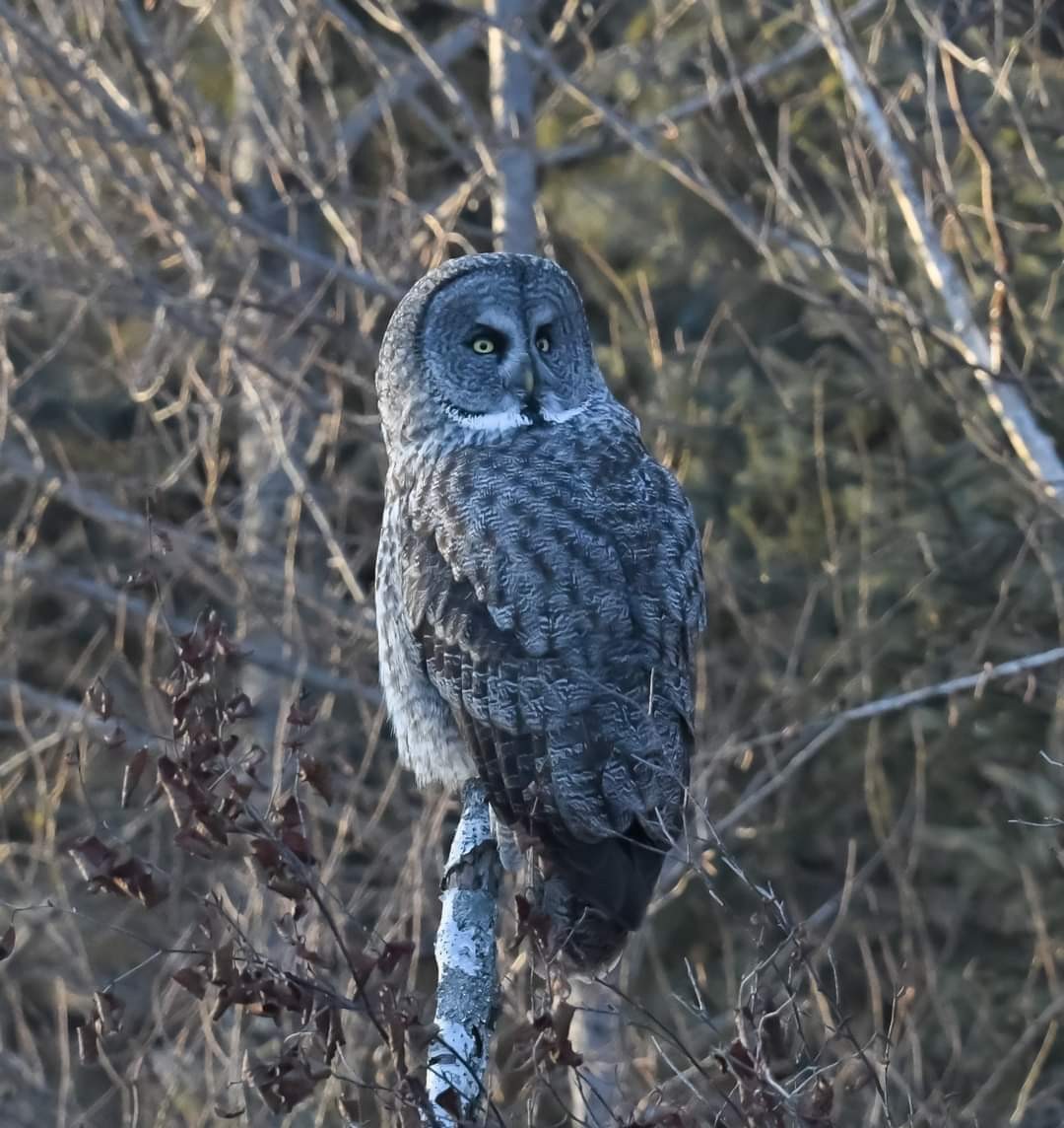Great Gray Owl - ML614812310