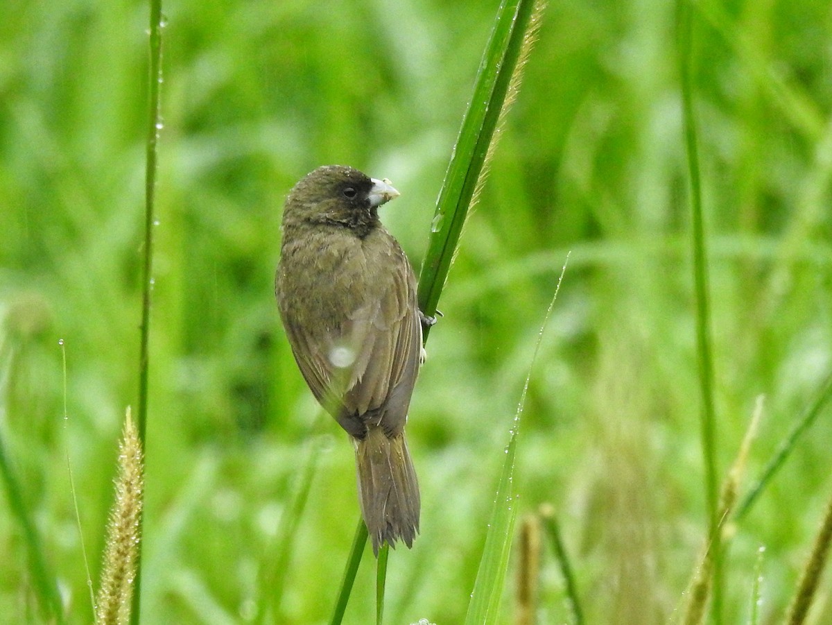 Yellow-bellied Seedeater - ML614812362
