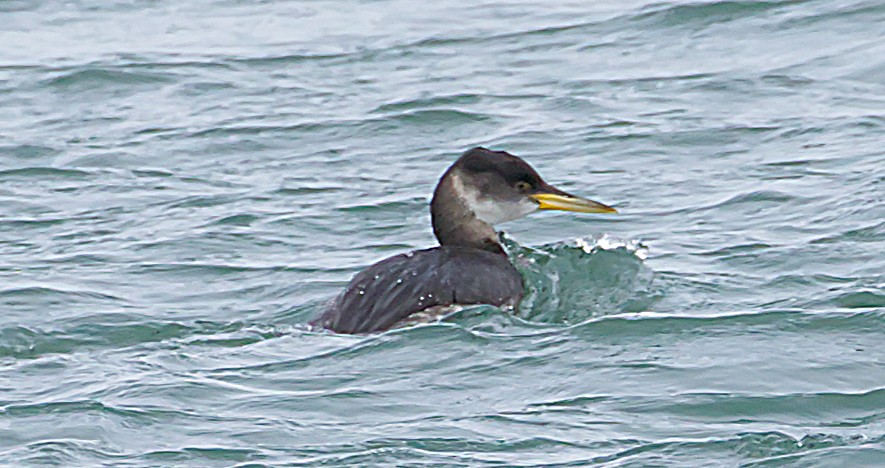 Red-necked Grebe - ML614812641