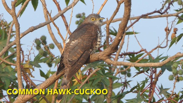 Common Hawk-Cuckoo - ML614812680
