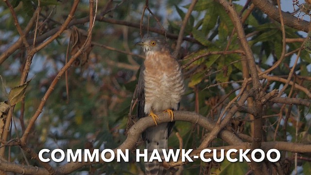 Common Hawk-Cuckoo - ML614812681
