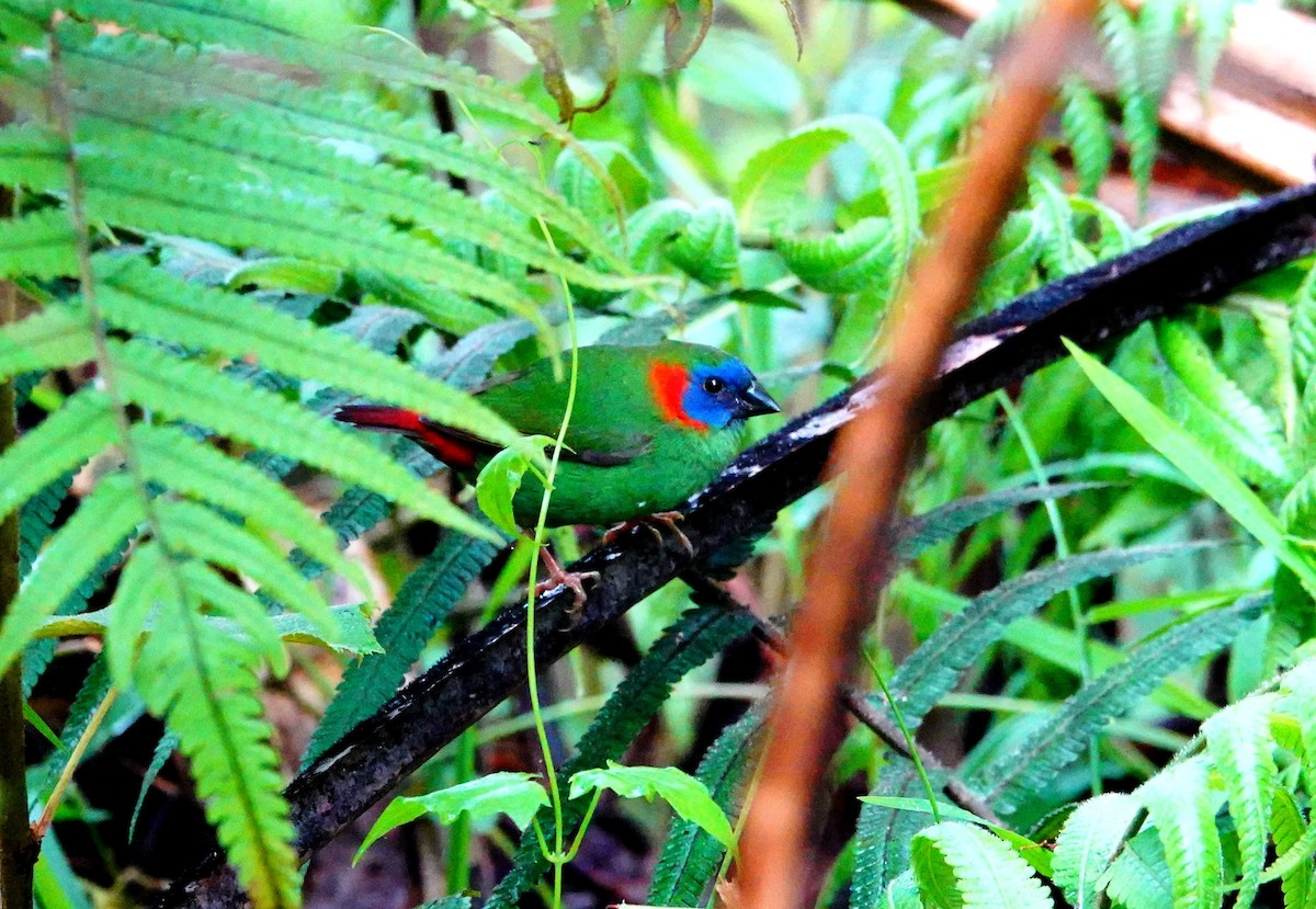 Red-eared Parrotfinch - ML614812702