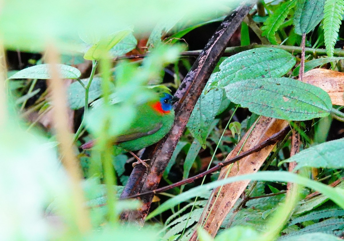 Red-eared Parrotfinch - ML614812704