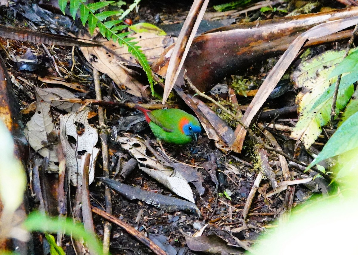 Red-eared Parrotfinch - ML614812706