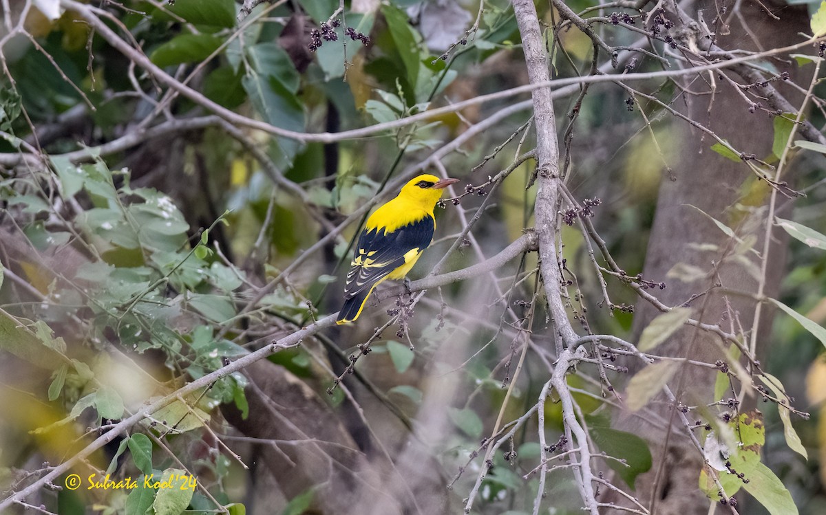 Indian Golden Oriole - ML614812720