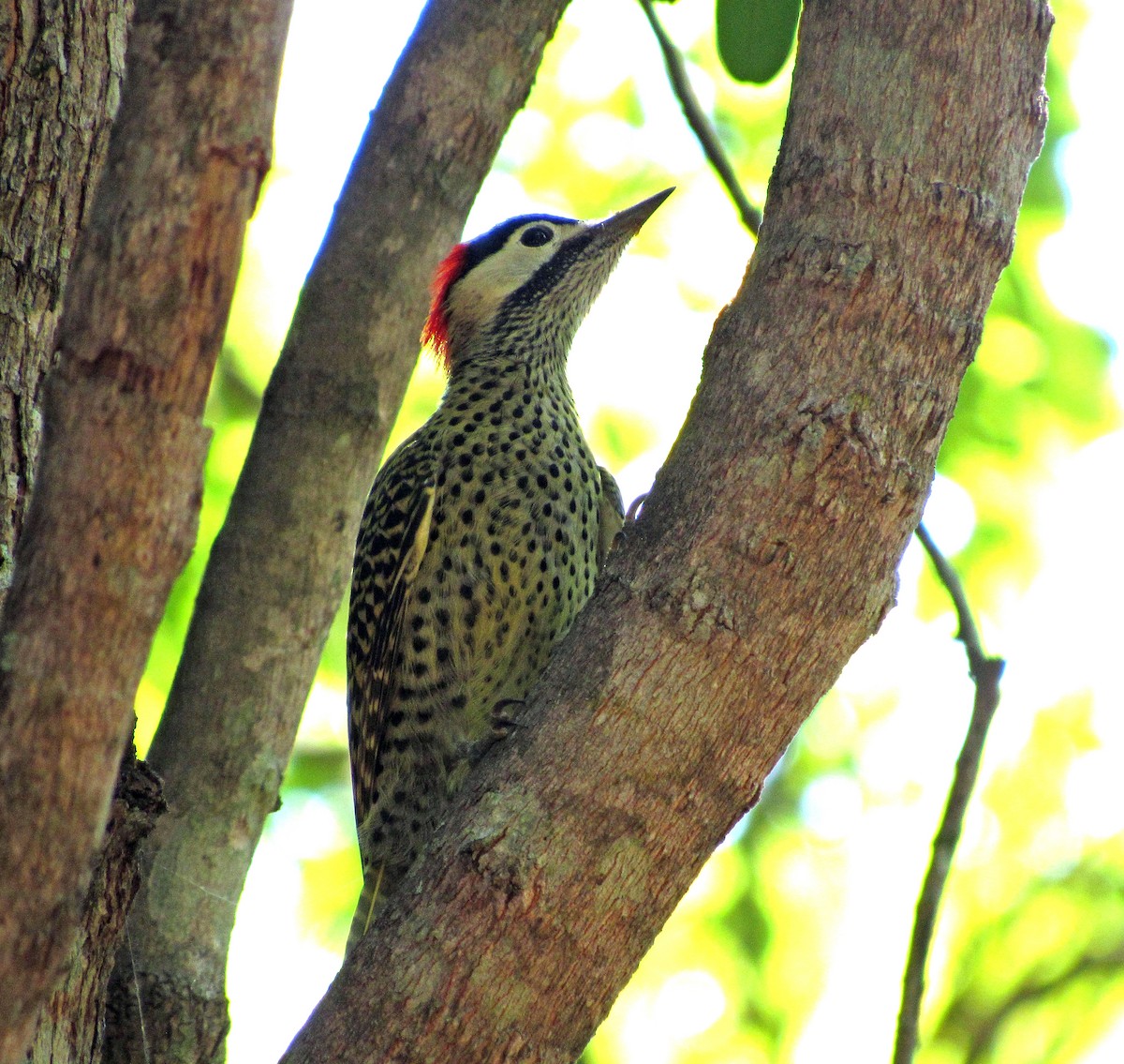 Green-barred Woodpecker - ML614813118