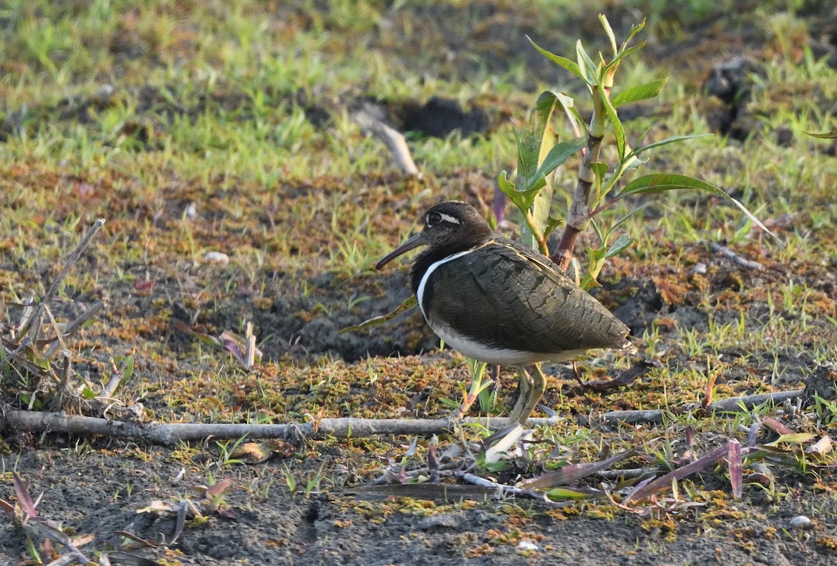 Greater Painted-Snipe - ML614813236