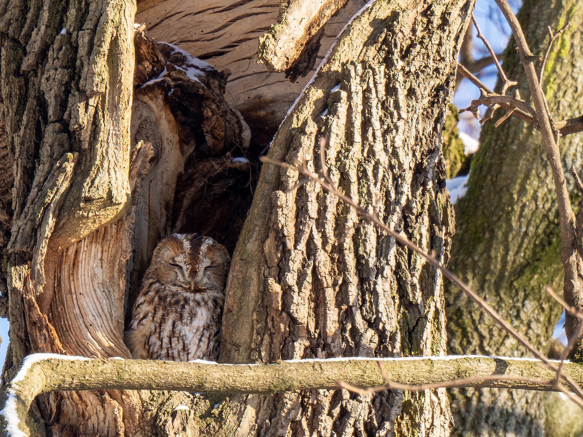 Tawny Owl - ML614813363