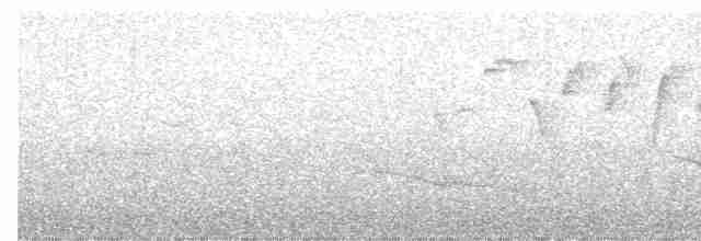 Eurasian Wren - ML614813374