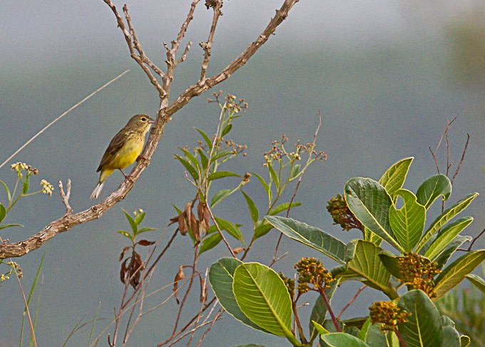Stripe-tailed Yellow-Finch - ML614813454