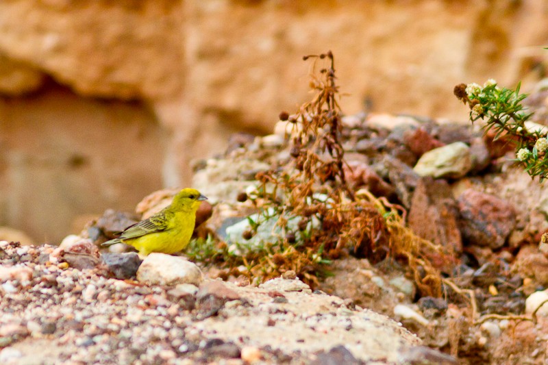 Stripe-tailed Yellow-Finch - Daniel Esser