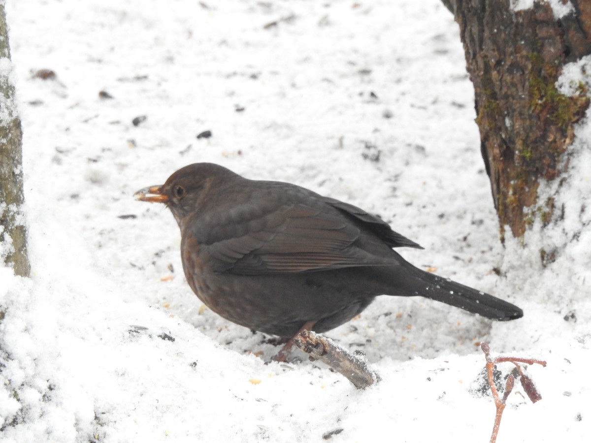 Eurasian Blackbird - ML614813560