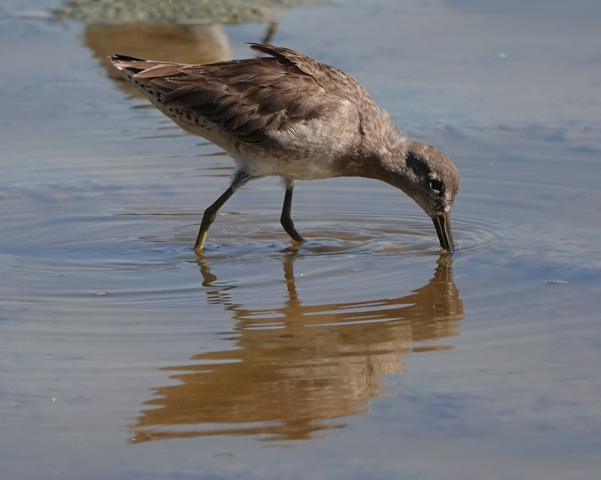 Long-billed Dowitcher - ML614813753