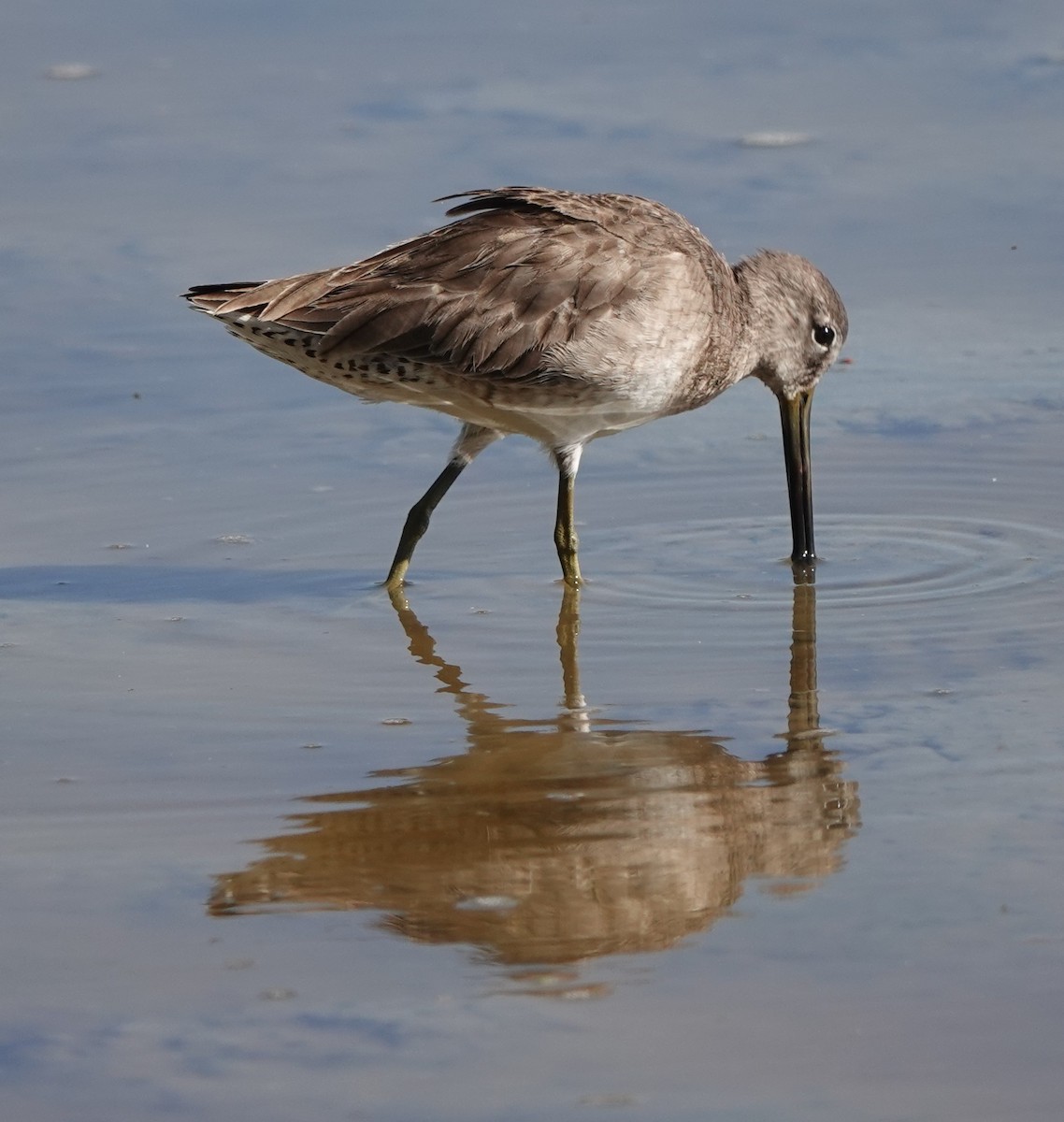 Long-billed Dowitcher - ML614813754