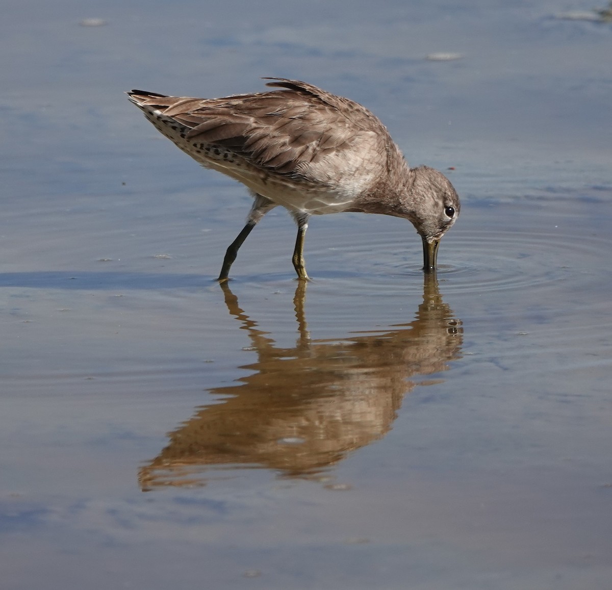 Long-billed Dowitcher - ML614813755