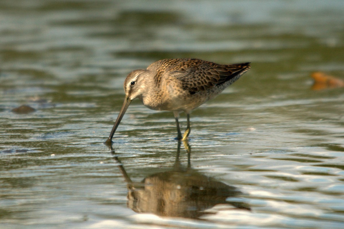 Long-billed Dowitcher - ML614814009