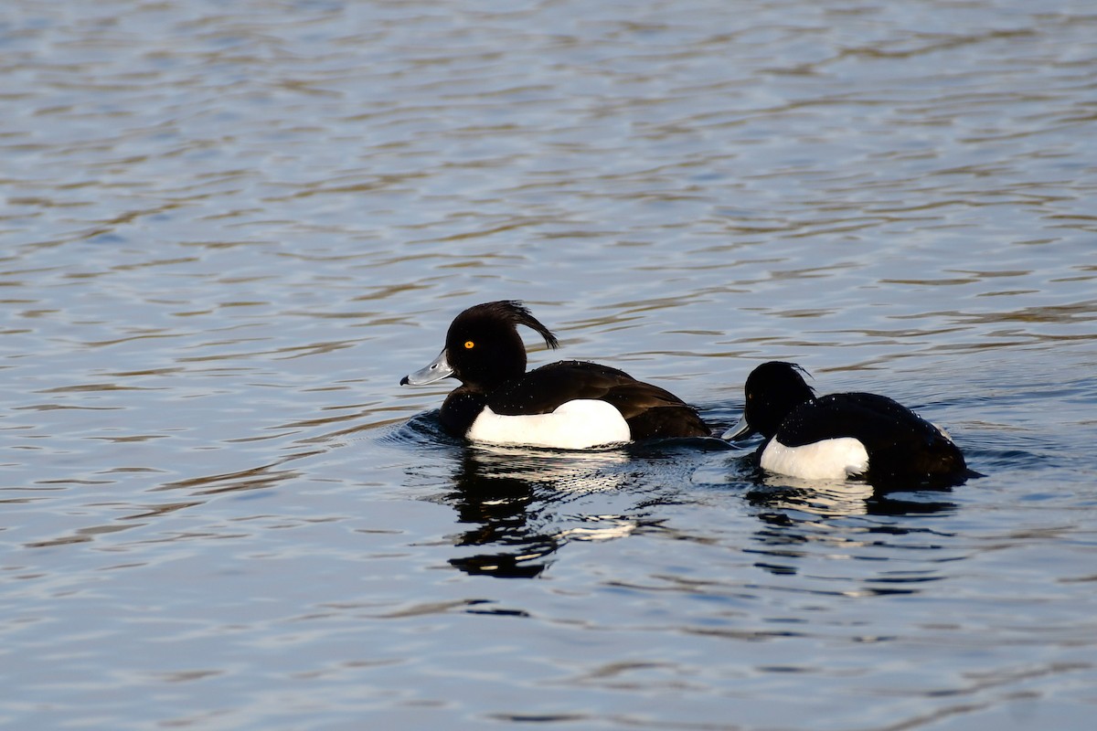 Tufted Duck - ML614814102