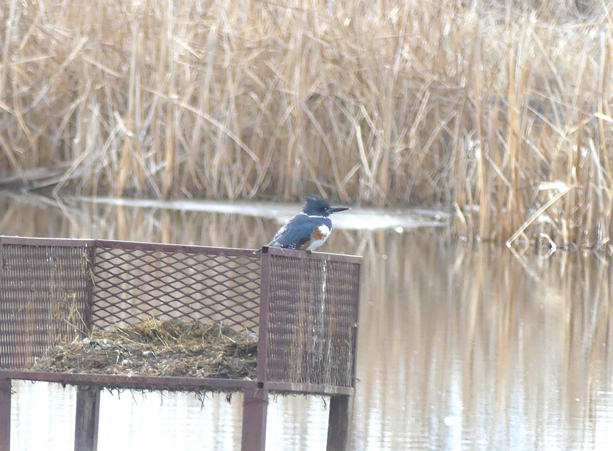 Belted Kingfisher - ML614814138