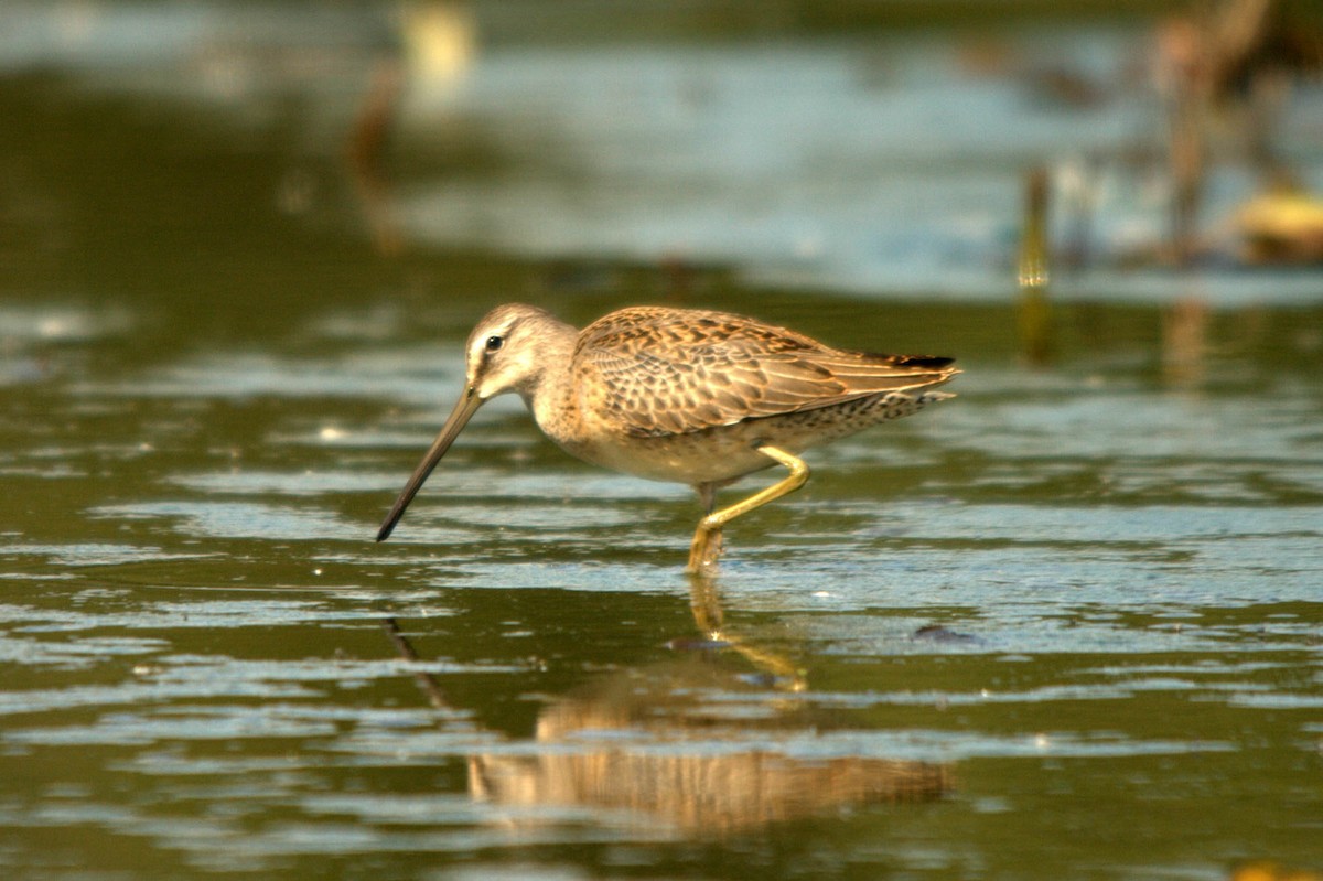 Long-billed Dowitcher - ML614814192