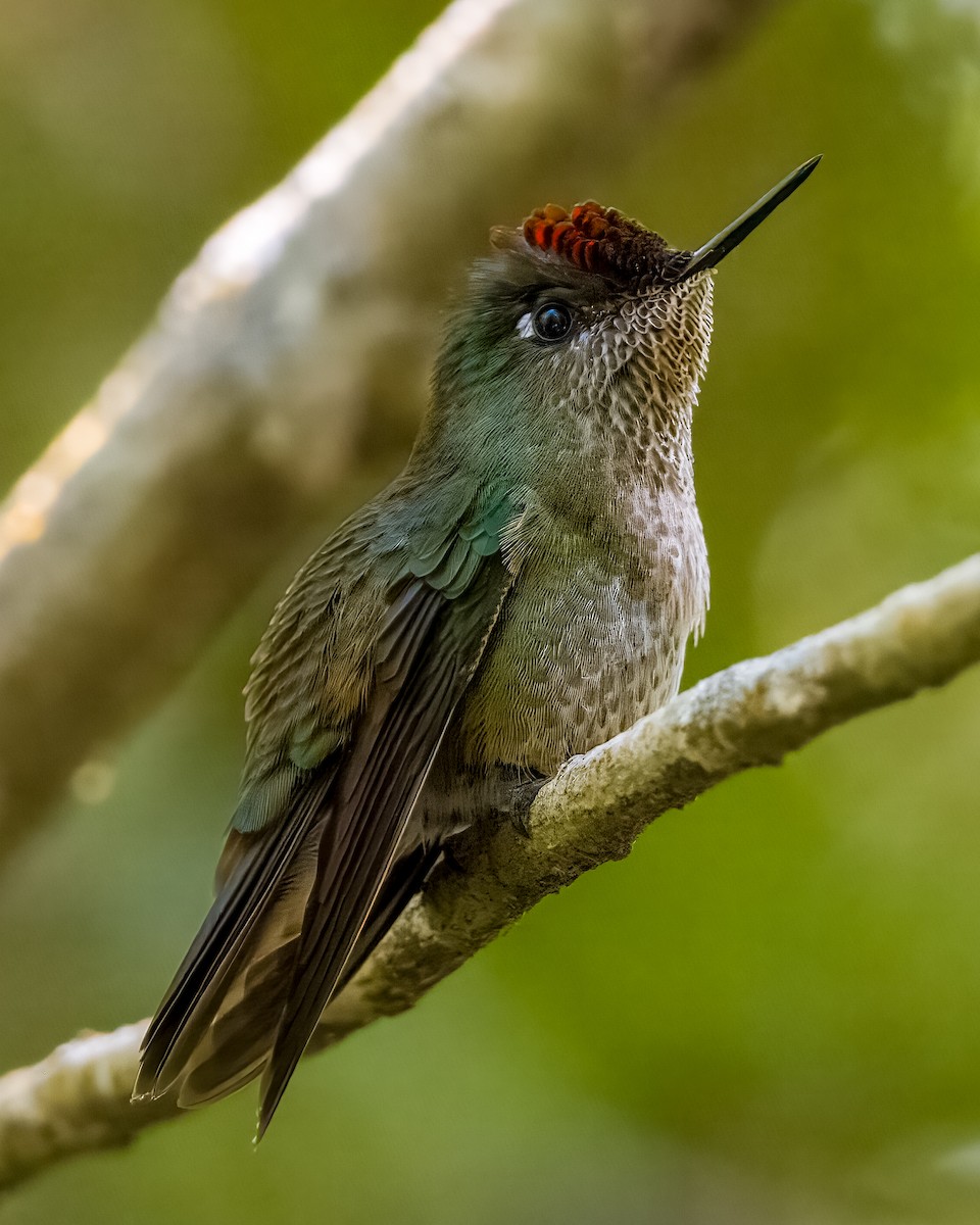 Green-backed Firecrown - ML614814200