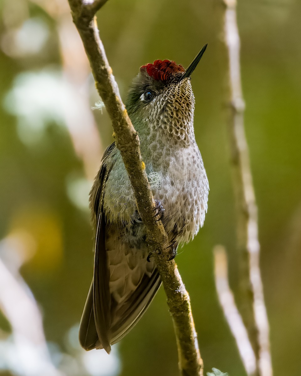 kolibřík chilský - ML614814201
