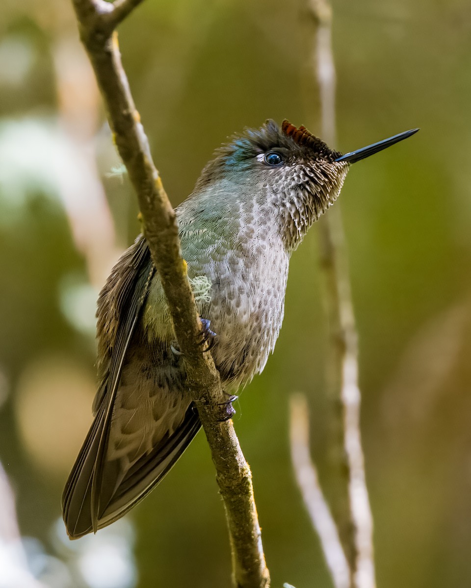 Green-backed Firecrown - Lupa Foto