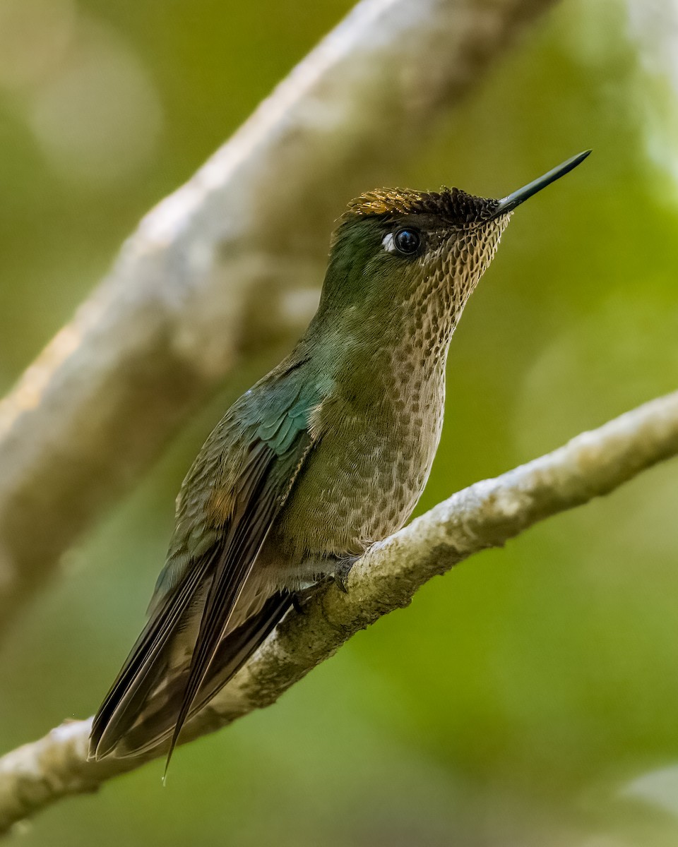 Green-backed Firecrown - ML614814203