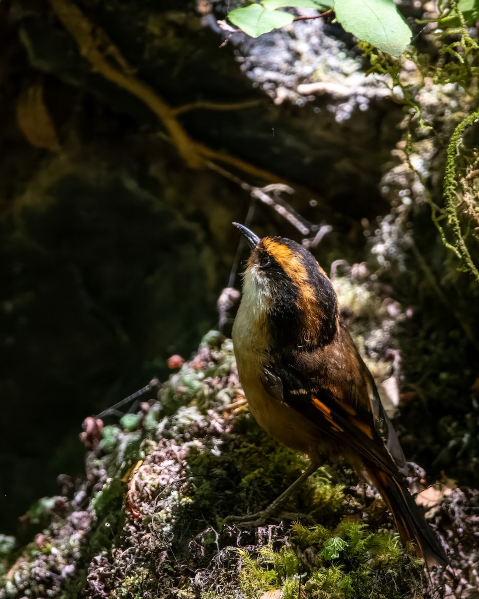 Thorn-tailed Rayadito - Lupa Foto