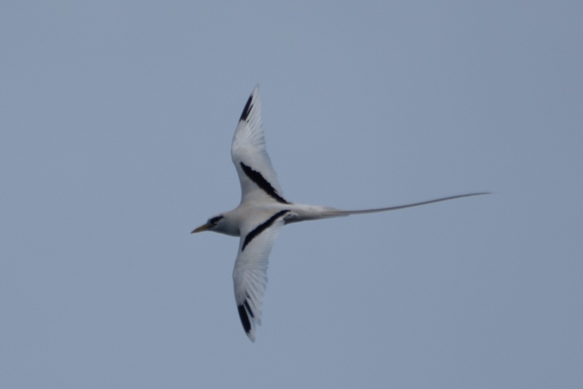White-tailed Tropicbird - ML614814257