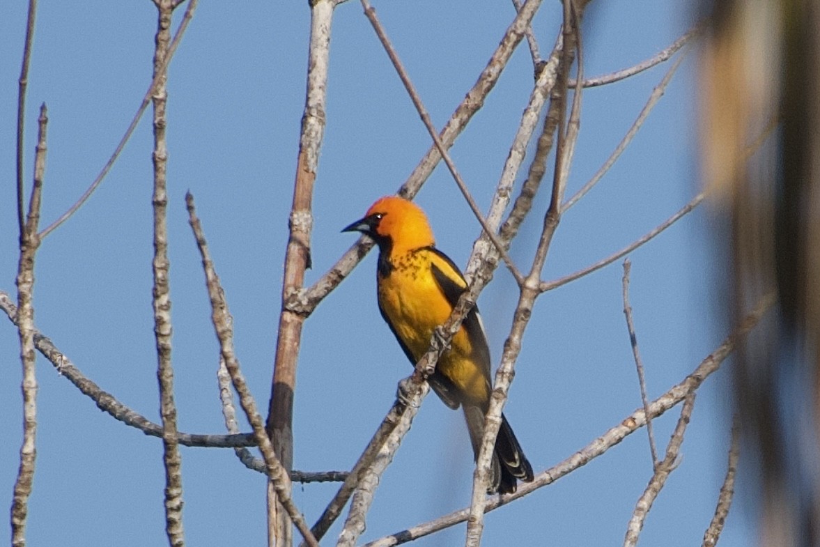 Spot-breasted Oriole - ML614814270