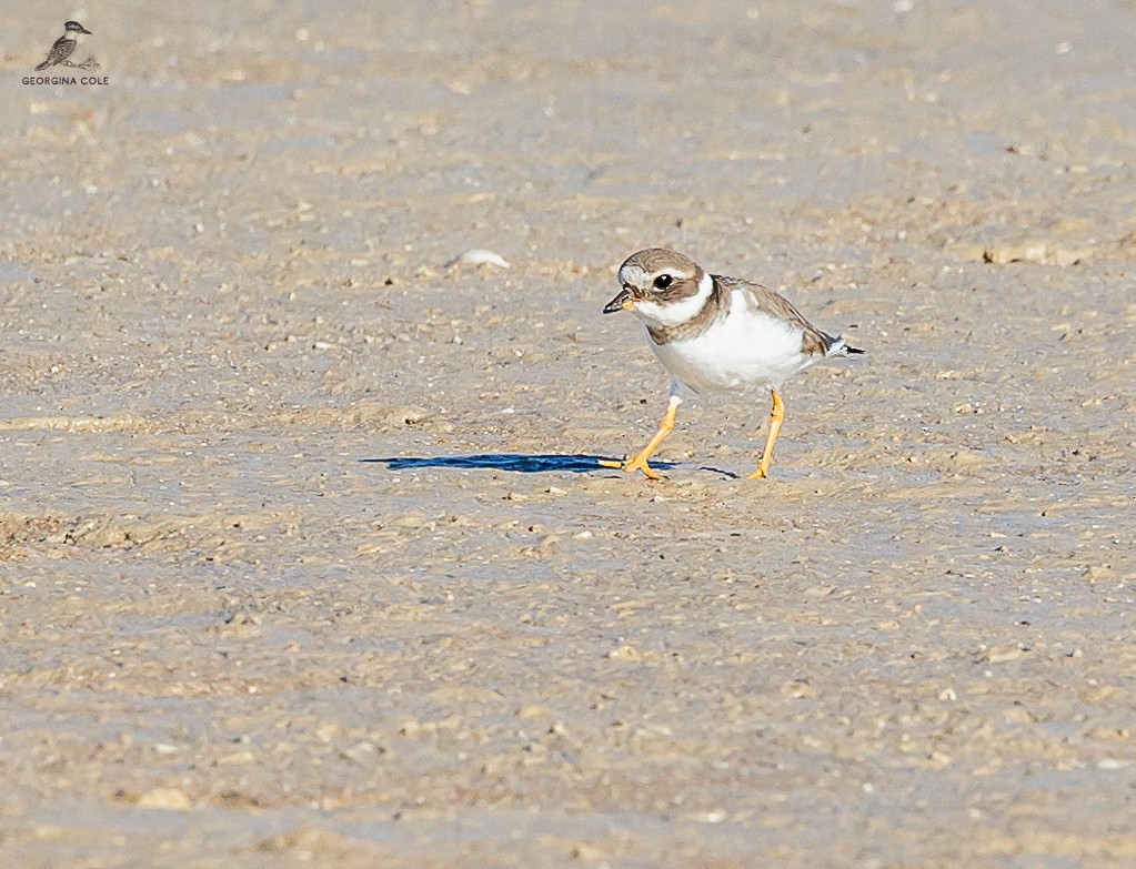 Common Ringed Plover - ML614814276
