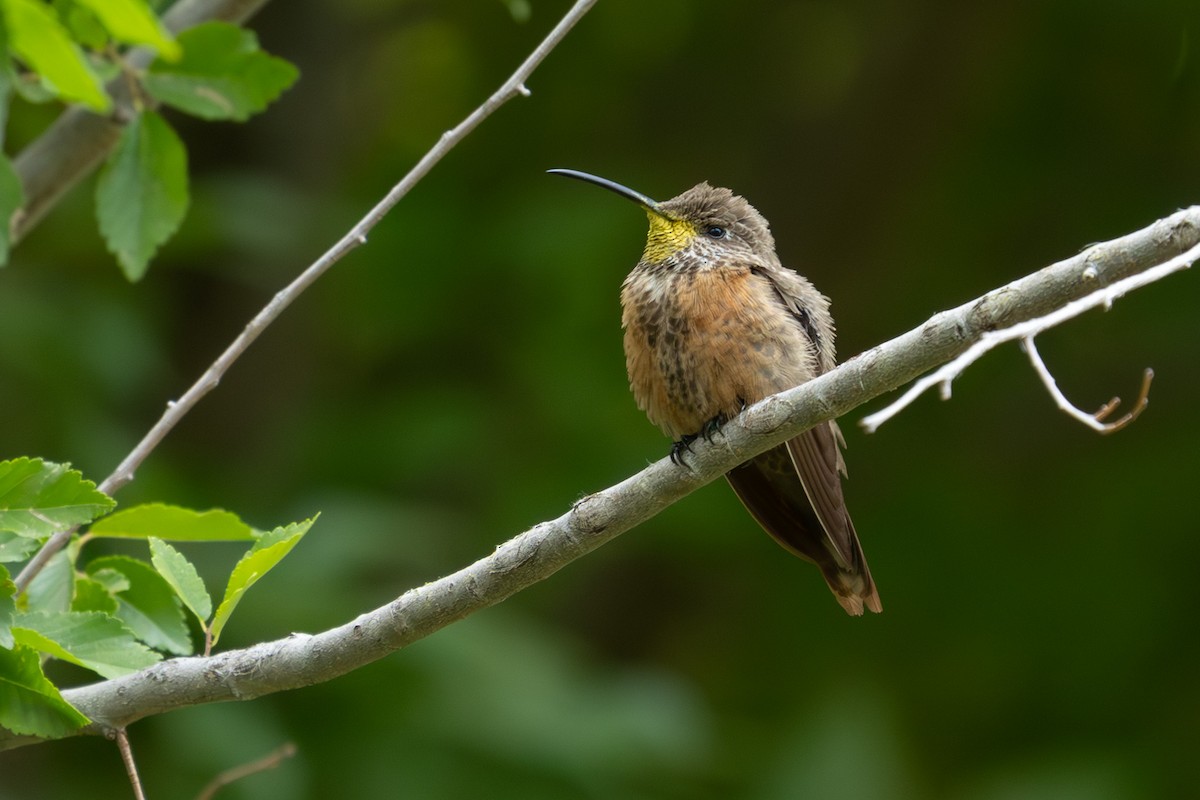 Wedge-tailed Hillstar - Daniel Engelbrecht - Birding Ecotours