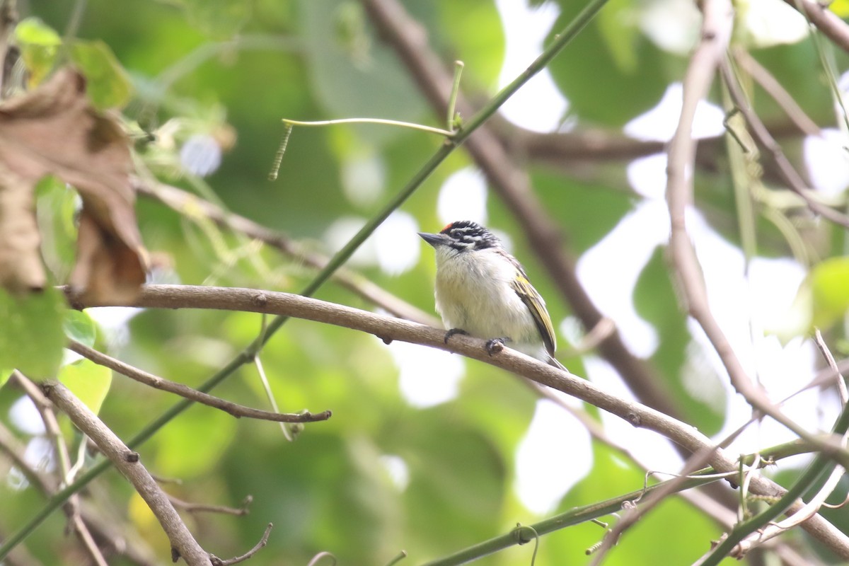 Red-fronted Tinkerbird - ML614814380