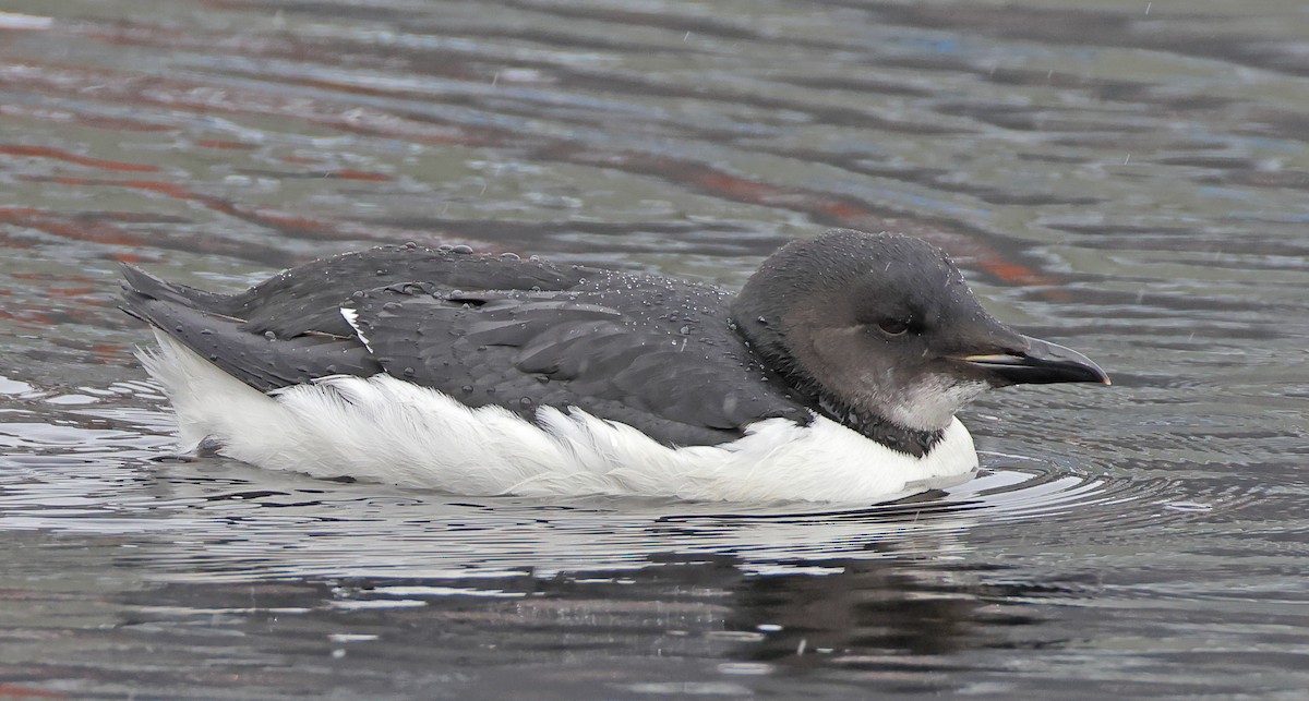 Thick-billed Murre - ML614814381