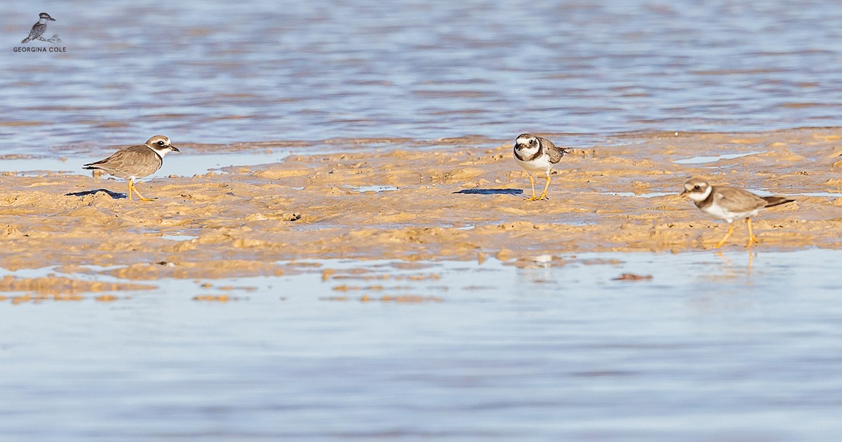Common Ringed Plover - ML614814456