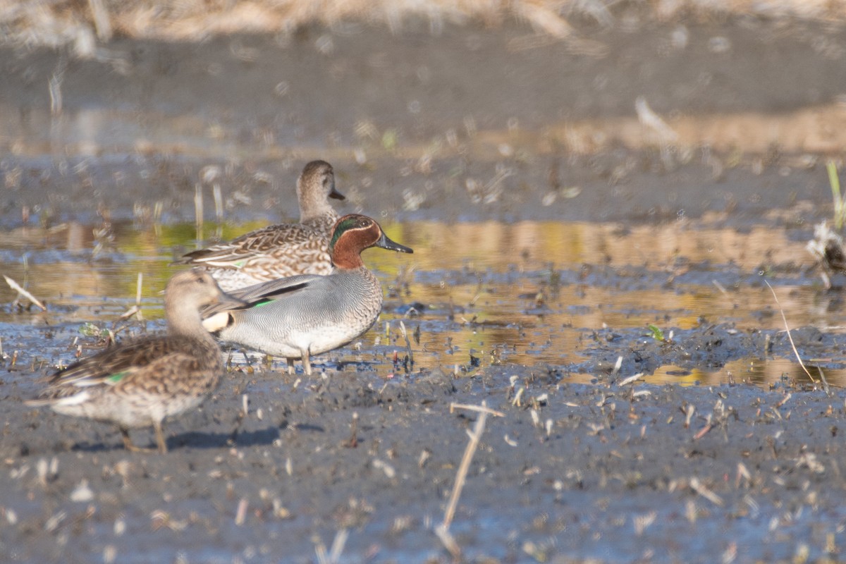 Green-winged Teal - ML614814527